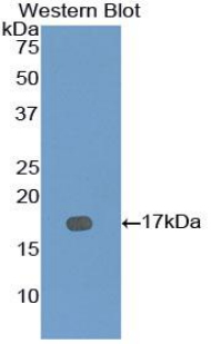 BMP7 Antibody - Western blot of recombinant BMP7 / BMP-7.  This image was taken for the unconjugated form of this product. Other forms have not been tested.