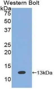 BMP7 Antibody - Western blot of recombinant BMP7 / BMP-7.  This image was taken for the unconjugated form of this product. Other forms have not been tested.