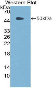 BMP7 Antibody - Western blot of recombinant BMP7.
