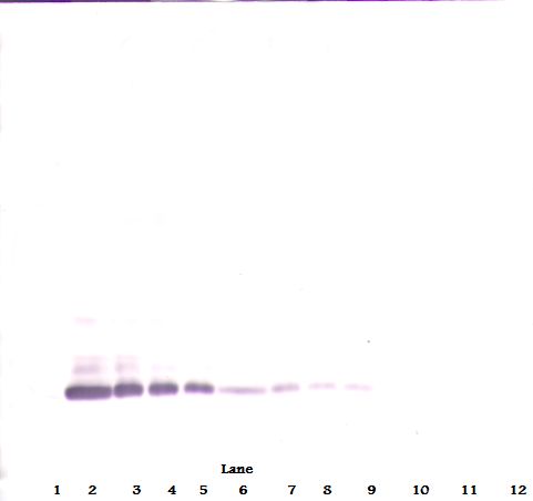 BMP7 Antibody - Western Blot (reducing) of BMP7 antibody. This image was taken for the unconjugated form of this product. Other forms have not been tested.