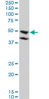 BMP7 Antibody - BMP7 monoclonal antibody (M01), clone M1-F8. Western Blot analysis of BMP7 expression in A-549.