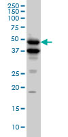 BMP7 Antibody - BMP7 monoclonal antibody (M01), clone M1-F8. Western Blot analysis of BMP7 expression in Raw 264.7.