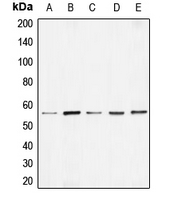 BMP7 Antibody - Western blot analysis of BMP7 expression in HEK293T (A); Raw264.7 (B); SP2/0 (C); PC12 (D); COS7 (E) whole cell lysates.