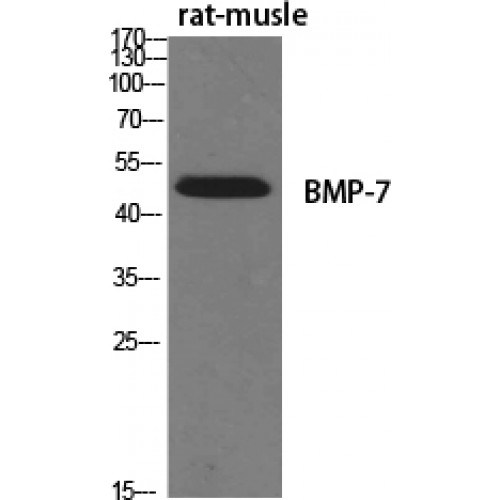 BMP7 Antibody - Western blot of BMP-7 antibody