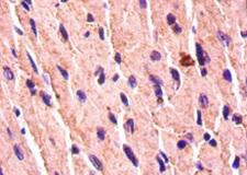 BMP7 Antibody - Immunohistochemistry of paraffin-embedded Mouse kidney tissue using BMP7 Antibody at dilution of 1:50