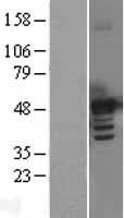BMP7 Protein - Western validation with an anti-DDK antibody * L: Control HEK293 lysate R: Over-expression lysate