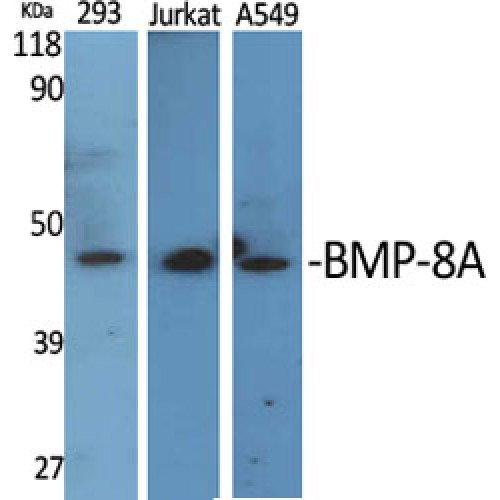 BMP8A Antibody - Western blot of BMP-8A antibody