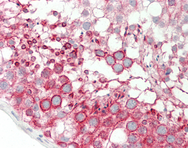 BMP8A Antibody - Human Testis: Formalin-Fixed, Paraffin-Embedded (FFPE).  This image was taken for the unconjugated form of this product. Other forms have not been tested.