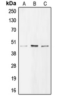 BMP8A Antibody - Western blot analysis of BMP8A expression in H1299 (A); A549 (B); Raji (C) whole cell lysates.