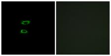 BMP8A Antibody - Peptide - + Immunofluorescence analysis of A549 cells, using BMP8A antibody.