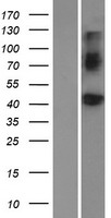 BMP8A Protein - Western validation with an anti-DDK antibody * L: Control HEK293 lysate R: Over-expression lysate