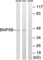 BMP8B Antibody - Western blot analysis of lysates from 293 and A549 cells, using BMP8B Antibody. The lane on the right is blocked with the synthesized peptide.