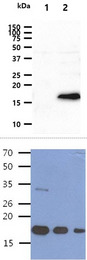 BMP8B Antibody - The cell lysates (40ug) were resolved by SDS-PAGE, transferred to PVDF membrane and probed with anti-human BMP8b antibody (1:1000). Proteins were visualized using a goat anti-mouse secondary antibody conjugated to HRP and an ECL detection system. Lane 1.: 293T cell lysate Lane 2.: BMP8b transfected 293T cell lysate The Human Recombinant protein BMP8b(200, 100, 50ng) were resolved by SDS-PAGE, transferred to PVDF membrane and probed with anti-human BMP8bq antibody (1:1000). Proteins were visualized using a goat anti-mouse secondary antibody conjugated to HRP and an ECL detection system.