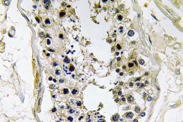 BMP8B Antibody - IHC of BMP-8 (E90) pAb in paraffin-embedded human testis tissue.