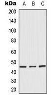 BMP8B Antibody - Western blot analysis of BMP8B expression in HeLa (A); A549 (B); SKNSH (C) whole cell lysates.