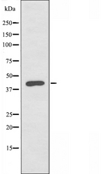 BMP8B Antibody - Western blot analysis of extracts of 293 cells using BMP8B antibody.