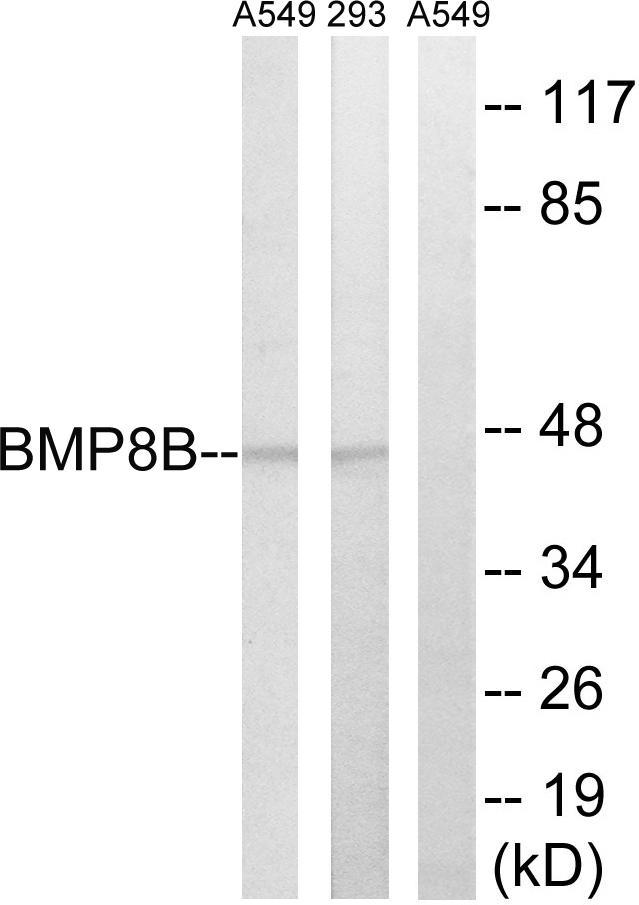 BMP8B Antibody - Western blot analysis of extracts from 293 cells and A549 cells, using BMP8B antibody.