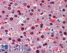 BMPER Antibody - Anti-BMPER antibody IHC of human liver. Immunohistochemistry of formalin-fixed, paraffin-embedded tissue after heat-induced antigen retrieval. Antibody concentration 5 ug/ml.  This image was taken for the unconjugated form of this product. Other forms have not been tested.