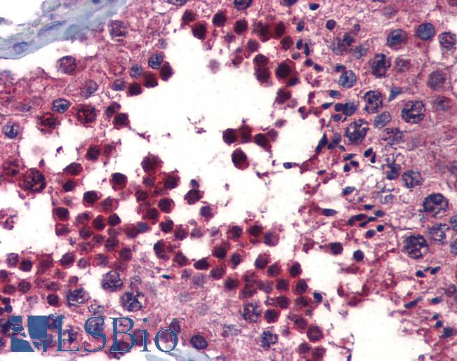BMPER Antibody - Anti-BMPER antibody IHC of human testis. Immunohistochemistry of formalin-fixed, paraffin-embedded tissue after heat-induced antigen retrieval. Antibody concentration 5 ug/ml.  This image was taken for the unconjugated form of this product. Other forms have not been tested.