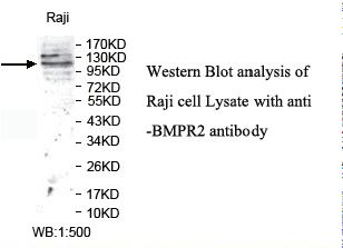BMPR2 Antibody
