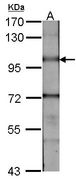 BMPR2 Antibody - Sample (30 ug of whole cell lysate). A: NIH-3T3. 7.5% SDS PAGE. BMPR-II / BMPR2 antibody diluted at 1:1000.