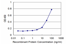 BMPR2 Antibody - Detection limit for recombinant GST tagged BMPR2 is approximately 3 ng/ml as a capture antibody.