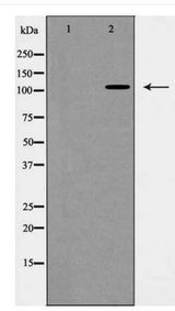 BMPR2 Antibody - Western blot of BMPR2 expression in H1299 whole cell lysate