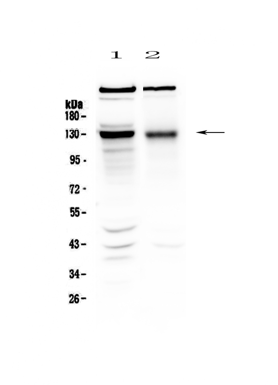 BMPR2 Antibody - Western blot - Anti-BMPR2/Bmpr Ii Picoband antibody