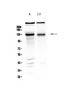 BMPR2 Antibody - Western blot - Anti-BMPR2/Bmpr Ii Picoband antibody