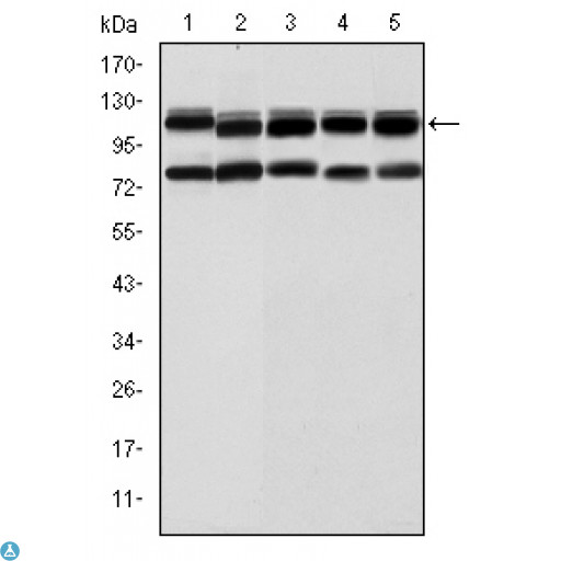 BMPR2 Antibody - ELISA analysis of BMPR-II antibody.