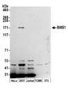 BMS1 Antibody - Detection of human BMS1 by western blot. Samples: Whole cell lysate (15 µg) from HeLa, HEK293T, Jurkat, mouse TCMK-1, and mouse NIH 3T3 cells prepared using NETN lysis buffer. Antibody: Affinity purified rabbit anti-BMS1 antibody used for WB at 0.1 µg/ml. Detection: Chemiluminescence with an exposure time of 3 minutes.