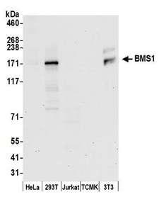 BMS1 Antibody - Detection of human and mouse BMS1 by western blot. Samples: Whole cell lysate (15 µg) from HeLa, HEK293T, Jurkat, mouse TCMK-1, and mouse NIH 3T3 cells prepared using NETN lysis buffer. Antibody: Affinity purified rabbit anti-BMS1 antibody used for WB at 0.1 µg/ml. Detection: Chemiluminescence with an exposure time of 30 seconds.
