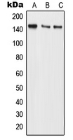 BMS1 Antibody - Western blot analysis of BMS1 expression in MCF7 (A); Raw264.7 (B); H9C2 (C) whole cell lysates.