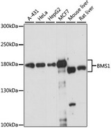 BMS1 Antibody - Western blot analysis of extracts of various cell lines, using BMS1 antibody at 1:1000 dilution. The secondary antibody used was an HRP Goat Anti-Rabbit IgG (H+L) at 1:10000 dilution. Lysates were loaded 25ug per lane and 3% nonfat dry milk in TBST was used for blocking. An ECL Kit was used for detection and the exposure time was 15s.