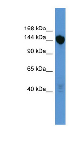 BNC2 Antibody - BNC2 antibody Western blot of Mouse Liver lysate. This image was taken for the unconjugated form of this product. Other forms have not been tested.