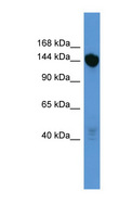 BNC2 Antibody - BNC2 antibody Western blot of Mouse Liver lysate. This image was taken for the unconjugated form of this product. Other forms have not been tested.