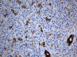BNIP1 Antibody - IHC of paraffin-embedded Human pancreas tissue using anti-BNIP1 mouse monoclonal antibody. (Heat-induced epitope retrieval by 10mM citric buffer, pH6.0, 120°C for 3min).