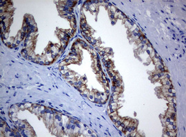 BNIP1 Antibody - IHC of paraffin-embedded Human prostate tissue using anti-BNIP1 mouse monoclonal antibody. (Heat-induced epitope retrieval by 10mM citric buffer, pH6.0, 120°C for 3min).