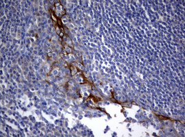 BNIP1 Antibody - IHC of paraffin-embedded Human tonsil using anti-BNIP1 mouse monoclonal antibody. (Heat-induced epitope retrieval by 10mM citric buffer, pH6.0, 120°C for 3min).