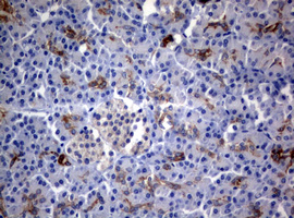 BNIP1 Antibody - IHC of paraffin-embedded Human pancreas tissue using anti-BNIP1 mouse monoclonal antibody.