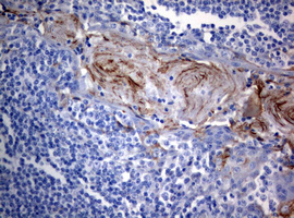 BNIP1 Antibody - IHC of paraffin-embedded Human tonsil using anti-BNIP1 mouse monoclonal antibody.