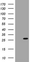 BNIP1 Antibody - HEK293T cells were transfected with the pCMV6-ENTRY control (Left lane) or pCMV6-ENTRY BNIP1 (Right lane) cDNA for 48 hrs and lysed. Equivalent amounts of cell lysates (5 ug per lane) were separated by SDS-PAGE and immunoblotted with anti-BNIP1.