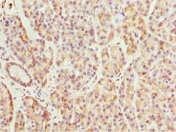 BNIP1 Antibody - Immunohistochemistry of paraffin-embedded human pancreas tissue at dilution 1:100