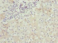 BNIP1 Antibody - Immunohistochemistry of paraffin-embedded human liver tissue at dilution 1:100