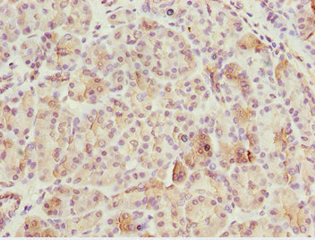 BNIP1 Antibody - Immunohistochemistry of paraffin-embedded human pancreas tissue at dilution 1:100