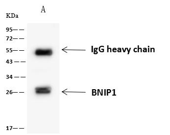 BNIP1 Antibody - BNIP1 was immunoprecipitated using: Lane A: 0.5 mg Jurkat Whole Cell Lysate. 4 uL anti-BNIP1 rabbit polyclonal antibody and 60 ug of Immunomagnetic beads Protein A/G. Primary antibody: Anti-BNIP1 rabbit polyclonal antibody, at 1:100 dilution. Secondary antibody: Goat Anti-Rabbit IgG (H+L)/HRP at 1/10000 dilution. Developed using the ECL technique. Performed under reducing conditions. Predicted band size: 26 kDa. Observed band size: 26 kDa.