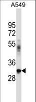 BNIP2 Antibody - BNIP2 Antibody western blot of A549 cell line lysates (35 ug/lane). The BNIP2 antibody detected the BNIP2 protein (arrow).