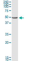 BNIP2 Antibody - BNIP2 monoclonal antibody (M02), clone 8C6. Western Blot analysis of BNIP2 expression in K-562.