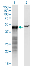 BNIP2 Antibody - Western Blot analysis of BNIP2 expression in transfected 293T cell line by BNIP2 monoclonal antibody (M02), clone 8C6.Lane 1: BNIP2 transfected lysate (Predicted MW: 36 KDa).Lane 2: Non-transfected lysate.