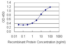 BNIP2 Antibody - Detection limit for recombinant GST tagged BNIP2 is 0.3 ng/ml as a capture antibody.